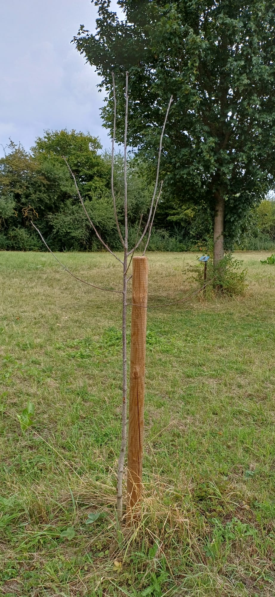 Neuer Baum